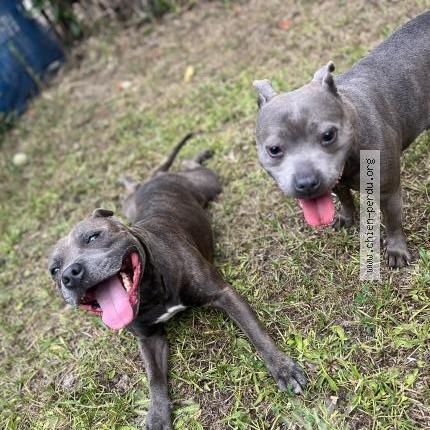 Photo 1/1 Ghost Chien lost in Toulouse