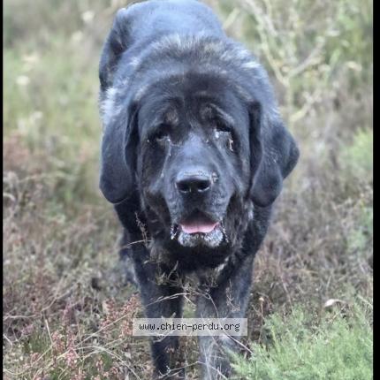 Photo 1/1 Gaia Dog lost in Louroux de beaune