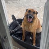 Picture of dog lost at Roanne