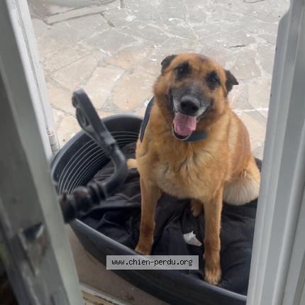 Photo 1/1 Rouky Chien lost in Roanne