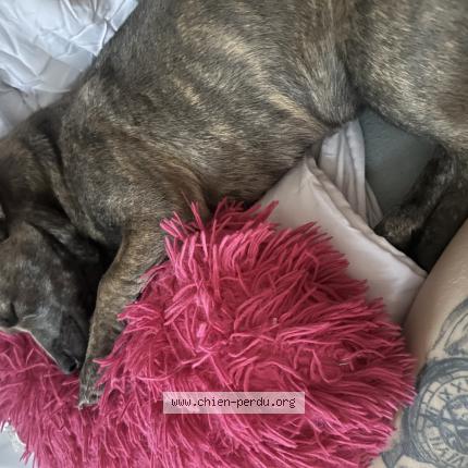 Photo 1/1 Blue Dog lost in Schaerbeek