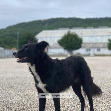 Photo 1/1 Ixi Dog lost in Pomport