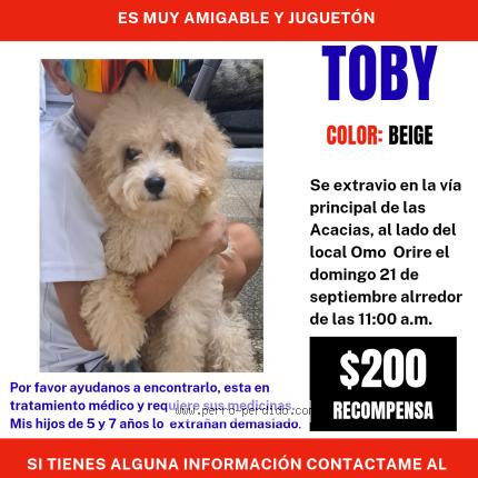 Photo 1/1 TOBY Chien lost in Panama