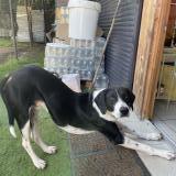 Picture of dog lost at Ossun