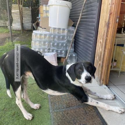 Photo 1/1 PAF Chien lost in Ossun