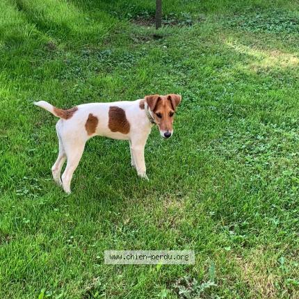 Photo 1/1 Ulane Chien lost in Fontaine les coteaux