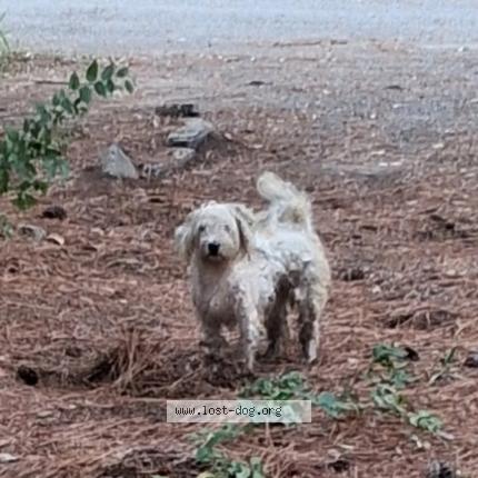 Photo 1/1 Found dog Found in Carthage