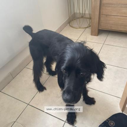 Photo 1/1 MILA Chien lost in Grentheville