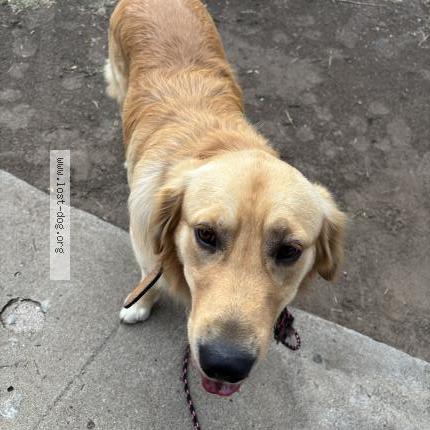 Picture of dog found at Montebello