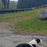 Picture of dog lost at Belmont Bretenoux