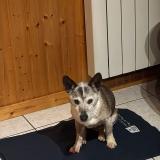 Picture of dog lost at Vailly