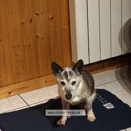 Photo 1/1 Jack Chien lost in Vailly