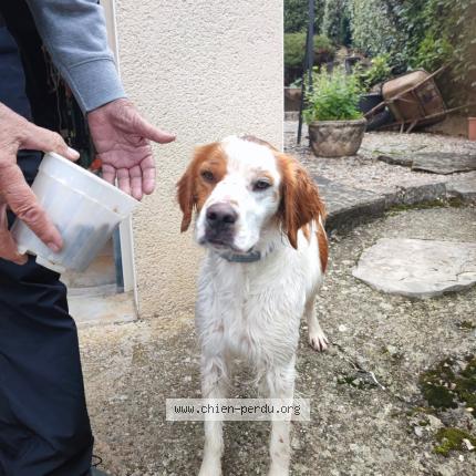 Photo 1/1 Found dog Found in Compeyre