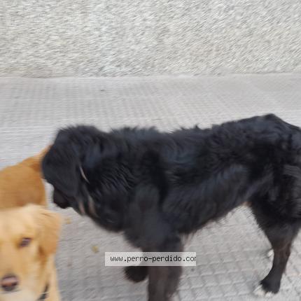 Photo 1/1 Found dog Found in Caba