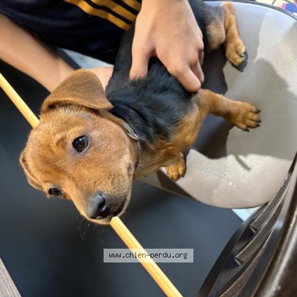 Photo 1/1 Found dog Found in Brive la gaillarde