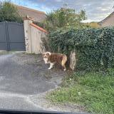 Picture of dog found at Labastide Monrejeau