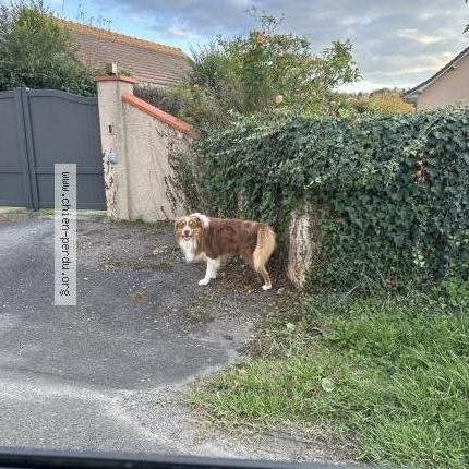 Photo 1/1 Found dog Found in Labastide monrejeau