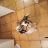 Picture of dog found at Marguerittes