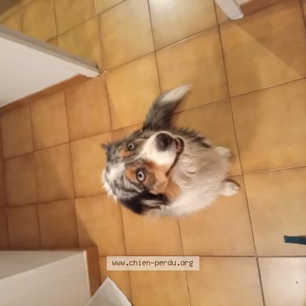 Photo 1/1 Found dog Found in Marguerittes