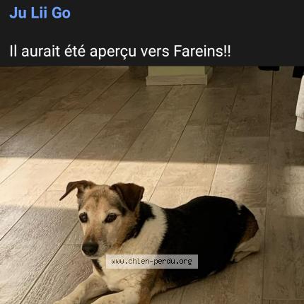 Photo 1/1 Kiss Chien lost in Lurcy