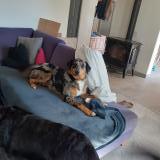 Picture of dog lost at Oursbelille