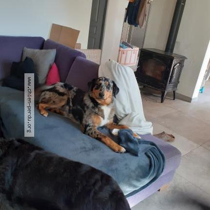 Photo 1/1 Bubble Chien lost in Oursbelille