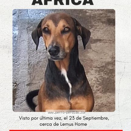 Photo 1/1 &Aacute;frica Dog lost in Usulutan