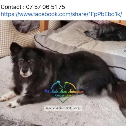 Photo 1/1 LADY Chien lost in Isigny le buat