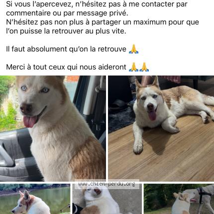 Photo 1/1 Poushka Chien lost in Chambon sur voueize