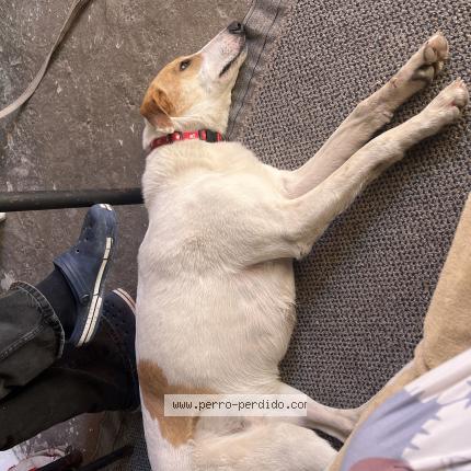 Photo 1/1 Found dog Found in Sayago