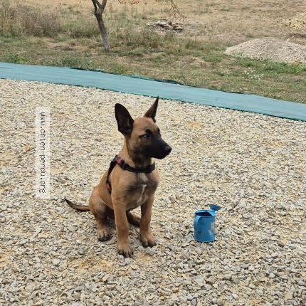 Photo 1/1 Atila Chien lost in Luce sous ballon