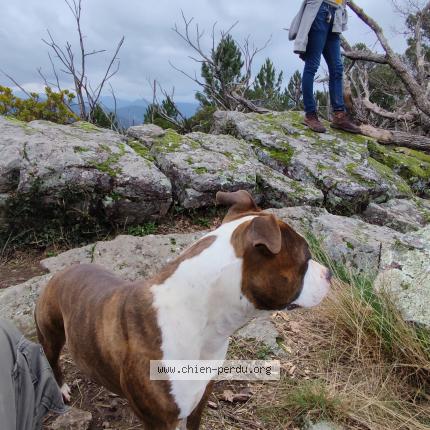 Photo 1/1 Thorvi Chien lost in Spy