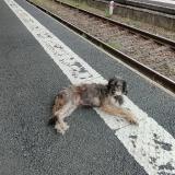 Picture of dog lost at Fabas