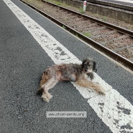 Photo 1/1 Maïna Chien lost in Fabas