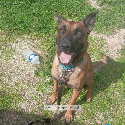 Photo 1/1 Rolex Chien lost in Avignon