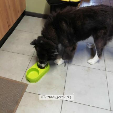 Photo 1/1 Found dog Found in Plouha