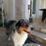 Picture of dog lost at Marguerittes