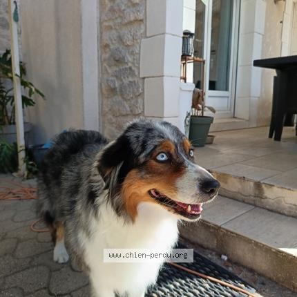 Photo 1/1 Dog reunited Lost in Marguerittes