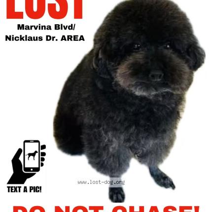 Photo 1/1 suzy Dog lost in Aurora