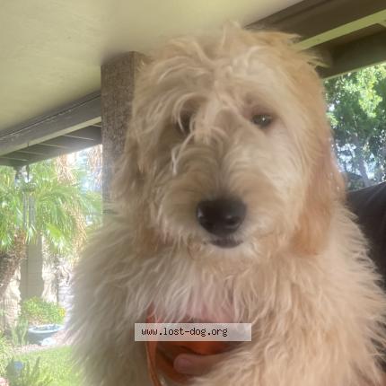 Photo 1/1 Reunited dog Found in Glendale