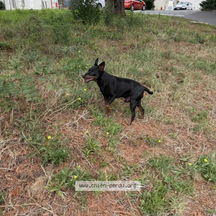 Photo 1/1 Found dog Found in La rochelle