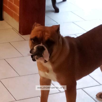 Photo 1/1 Whisky Dog lost in Saint aigny