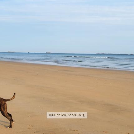Photo 1/1 Rocky Chien lost in Le longeron