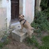 Picture of dog lost at Thonon Les Bains