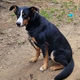 Picture of dog lost at Soulan