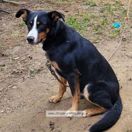 Photo 1/1 PATO Chien lost in Soulan