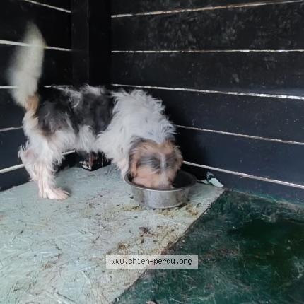 Photo 1/1 Lascard Dog lost in Bellenave