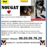 Picture of dog lost at St Jean De Maurienne