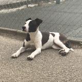 Picture of dog found at Nimes