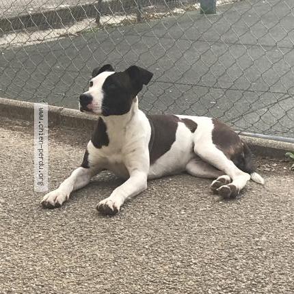 Photo 1/1 Found dog Found in Nimes